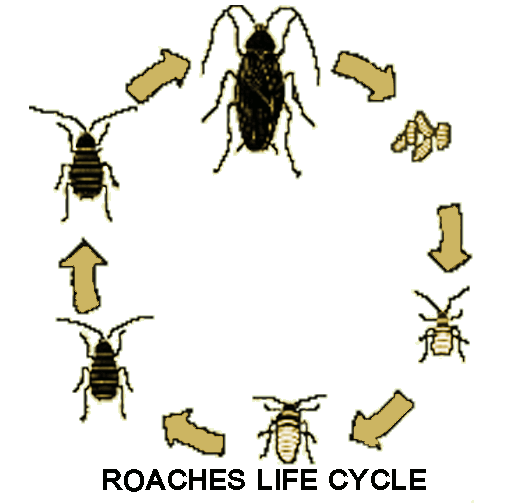 during their life cycle.