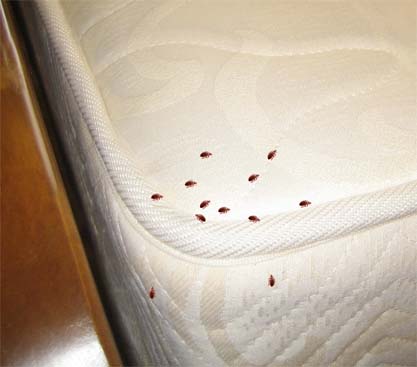 Bed bugs - Pests - Î‘Ï€Î¿Î»Ï…Î¼Î¬Î½ÏƒÎµÎ¹Ï‚